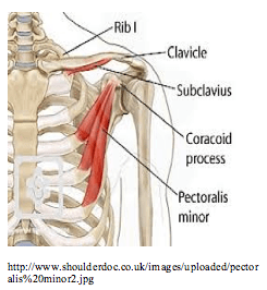 Are your Chest Muscles causing you Shoulder Pain - Pilates BodyTree